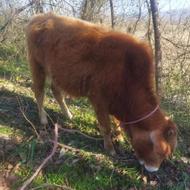 کلچه گآونر فروشی