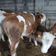 فروش گاو وگوساله