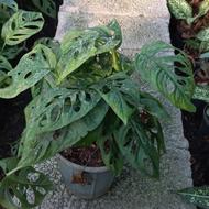 گل پتوس حصیری