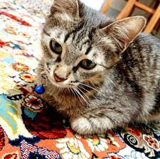 گربه چهارماهه