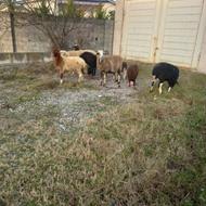 فروش گوسفند