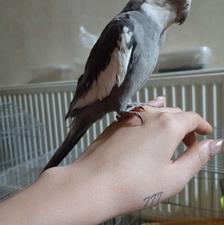 پرنده سخن گو