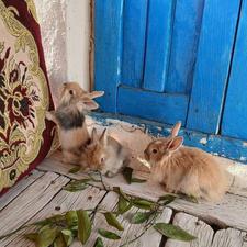 خرگوش 70 روزه