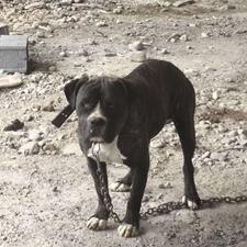 سگ نرو ماده ...