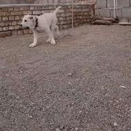 3 تا شاه توله و یه سگ 2 ساله وال=گزاری