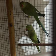 یک جفت طوطی منلگو