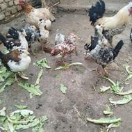 12عدد جوجه گلین لری