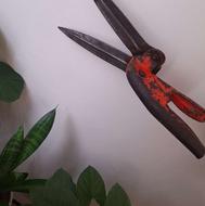 قیچی باغبانی قدیمی مال50سال پیش بوده برای حرص شمساد