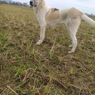 واگذاری طولع هشت ماه نرسرابی