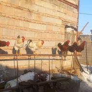 15عدد خروس بالای