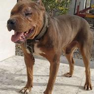 واگذاری سگ پیتبول