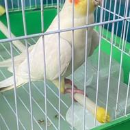 قفس عروس هلندی