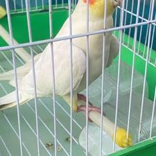 قفس عروس هلندی