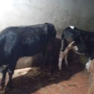 گاو انواع گوساله نر و ماده فرنام دیوسالار