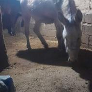 خر خیلی خوب