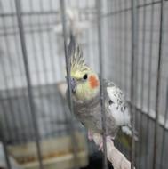 عروس هلندی ماده مست