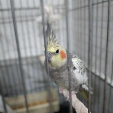 عروس هلندی ماده مست