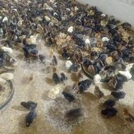 جوجه گلپایگانی تقریبا 1500 عدد سن 10 روزه