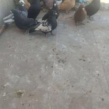 سلام 10 تا نر پریده جفت پلنگ