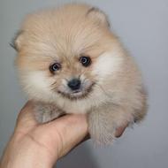 واگذاری پامرانین خرسی اصیل کیفیت بالا