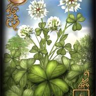 فال تاروت و قهوه و لنورماند