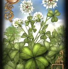 فال تاروت و قهوه و لنورماند