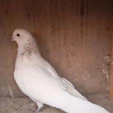 کبوتر پرشی میپرونم بعد ببر