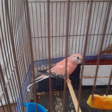 فروش یک عدد طوطی نئوفما