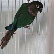 نر گرینچیک و سه جفت عروس و نر عروس