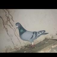 کفتر پرشی همه ضمانتی