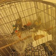 روس هلندی جفت جوجه کاملن سالم