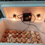 دستگاه جوجه کشی نیمه اتومات