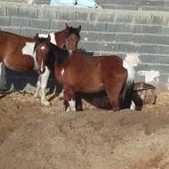 کره اسب نریان خوش رنگ