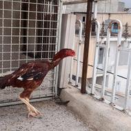 خروس لاری ترک