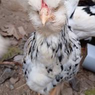 نیمچه ویاندوت سلطان گلین پولند