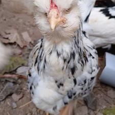 نیمچه ویاندوت سلطان گلین پولند