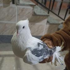 یک جفت کبوتر زیبا