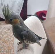 جفت عروس هلندی مولد که نر سخنگو با یک جوجه