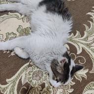 بچه گربه خاص