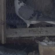 کفتر دمگیر ماده