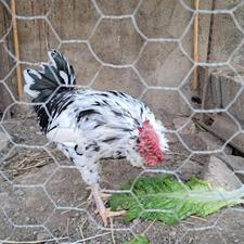 خروس گلین بدون پر غلط