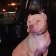 پیتبول نر واگذاری