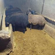 فروش بره پرواری