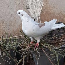 کبوتر ماده پرشی