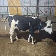 تلیسه ماده سمینتال صحرایی