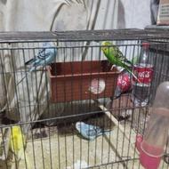 جوجه مرغ عشق