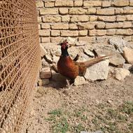 قرقاول امریکایی