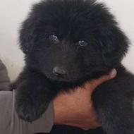 واگذاری توله سگ بلک نر ژرمن موبلند شپرد وارداتی