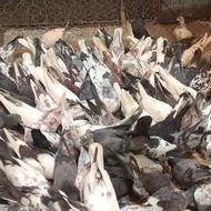 فروش کفترهای بلند پرواز