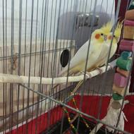 جفت مولد عروس هلندی